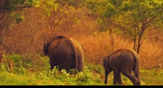 Digital Ticketing For National Parks Starts Today